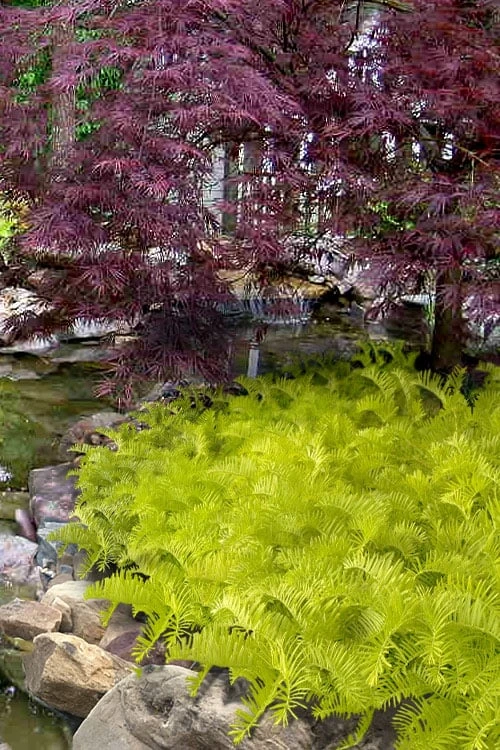 Golden Dragon Plum Yew (Cephalotaxus Harringtonia) - 3 Gallon Pot