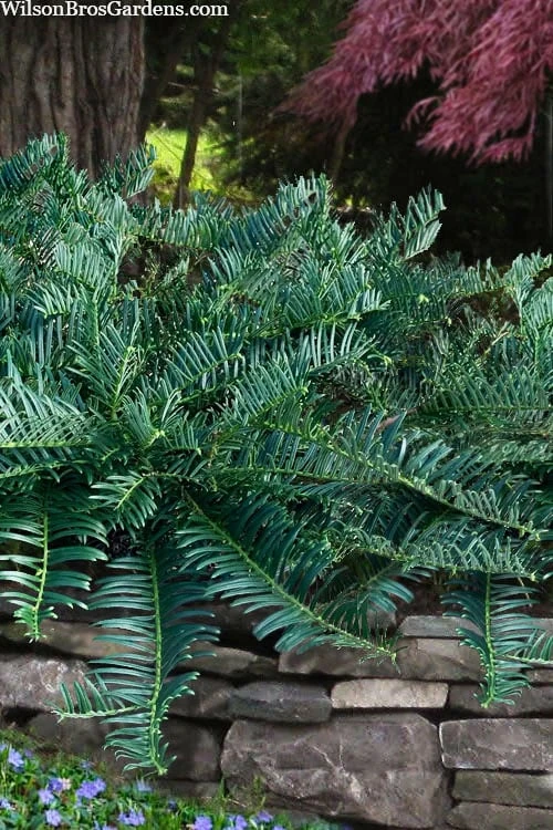 Creeping Japanese Plum Yew (Cephalotaxus Harringtonia 'Prostrata') - 3 Gallon Pot