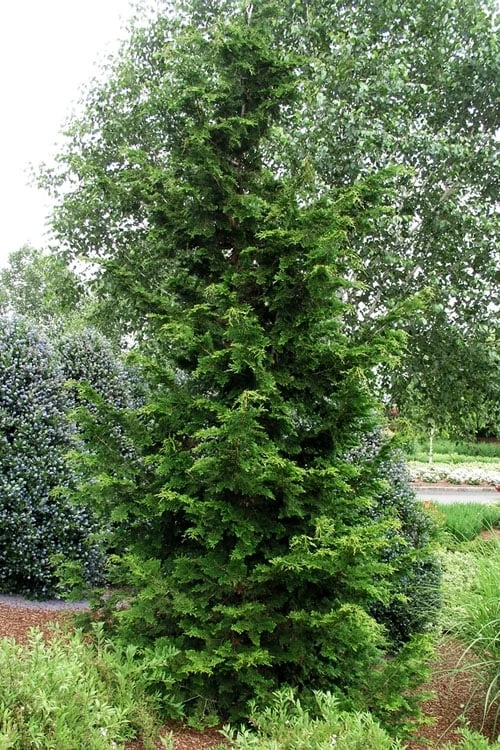 Slender Hinoki Cypress - 6 Pack Of 1 Gallon Pots - Image 4