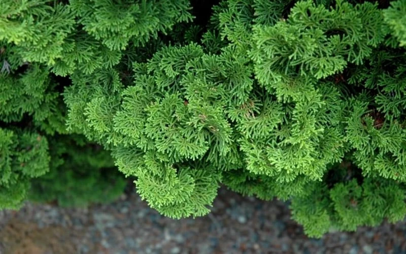 Tempelhof Hinoki Cypress - 3 Gallon Pot - Image 4