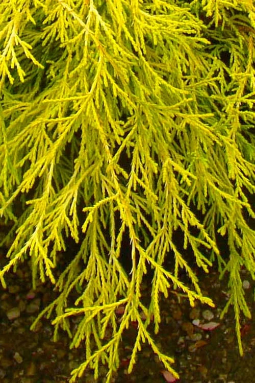 Gold Mop Threadleaf Cypress - 3 Gallon Pot - Image 6