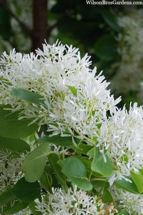 Tokyo Tower Chinese Fringe Tree (Chionanthus Retusus) - 7 Gallon Pot (4-5') - Image 8