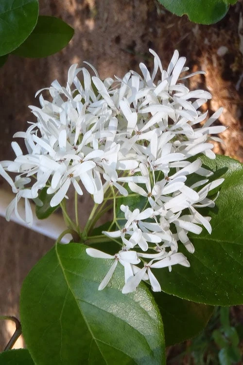 Tokyo Tower Chinese Fringe Tree (Chionanthus Retusus) - 7 Gallon Pot (4-5') - Image 4