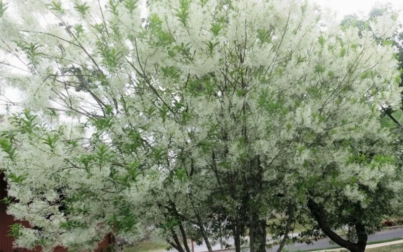 Grancy Graybeard - White Fringe Tree - 3 Gallon Pot - Image 10
