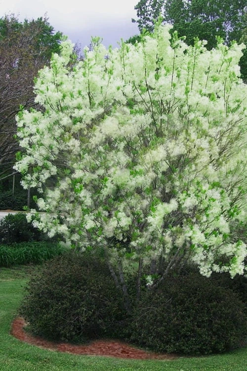 Grancy Graybeard - White Fringe Tree - 3 Gallon Pot - Image 9