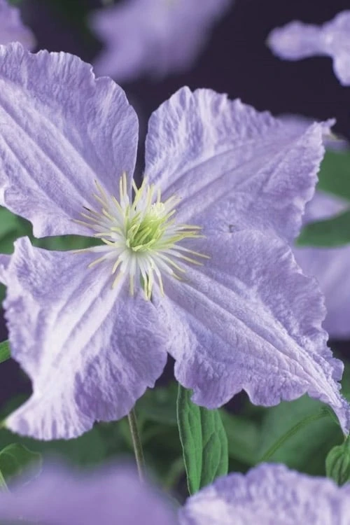 Blue Angel Clematis - 1 Gallon Pot - Image 4