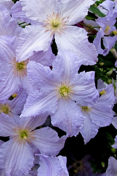 Blue Angel Clematis - 1 Gallon Pot - Image 6