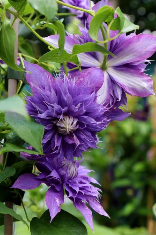 Diamantina Clematis - 1 Gallon Pot - Image 4