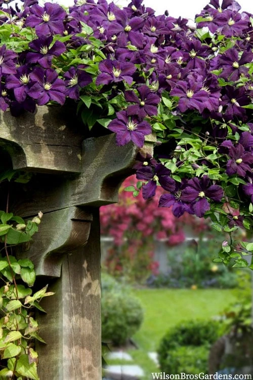 Etoile Violette Clematis - 1 Gallon Pot - Image 6