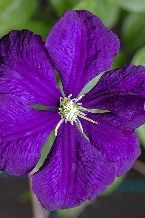 Etoile Violette Clematis - 1 Gallon Pot - Image 7
