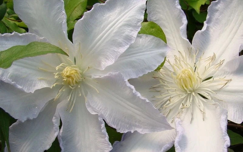 Gillian Blades Clematis - 1 Gallon Pot - Image 6