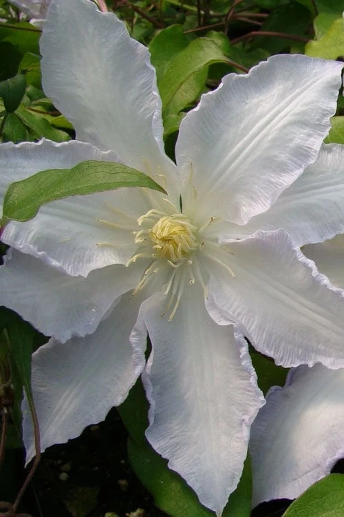 Gillian Blades Clematis - 1 Gallon Pot - Image 4