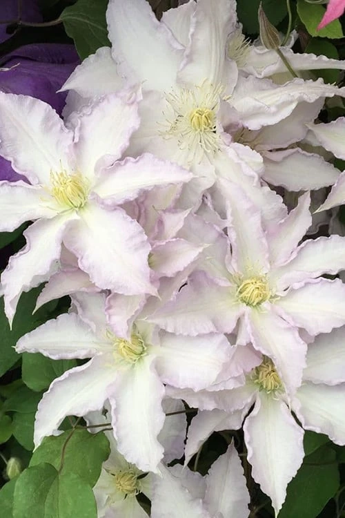 Gillian Blades Clematis - 1 Gallon Pot - Image 5