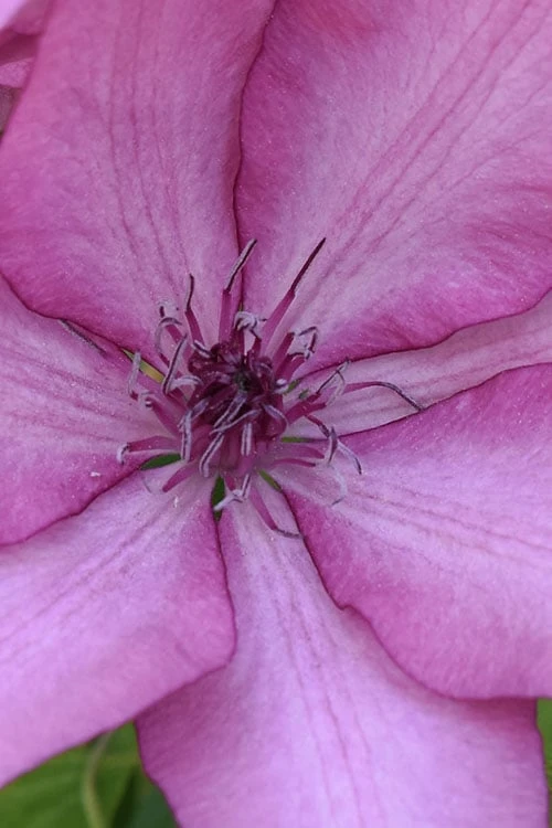 Giselle Clematis - 1 Gallon Pot - Image 7