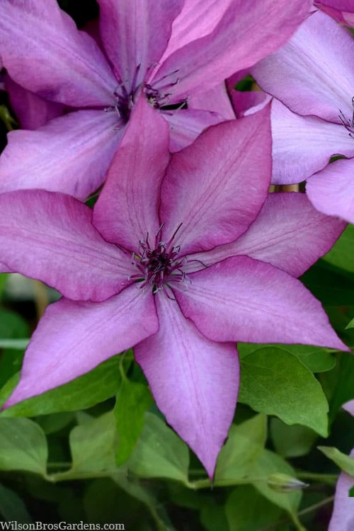 Giselle Clematis - 1 Gallon Pot