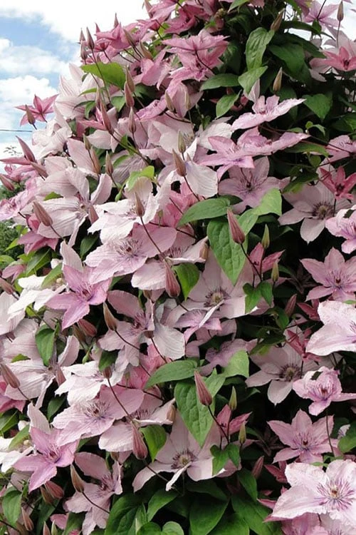 Hagley Hybrid Clematis - 1 Gallon Pot - Image 6
