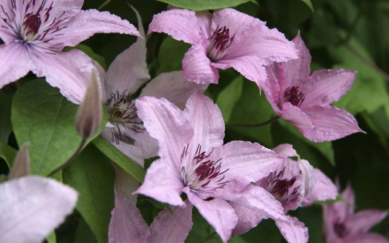 Hagley Hybrid Clematis - 1 Gallon Pot - Image 4