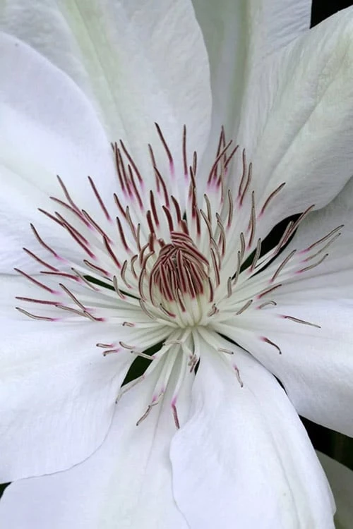 Henryi Clematis - 1 Gallon Pot - Image 5