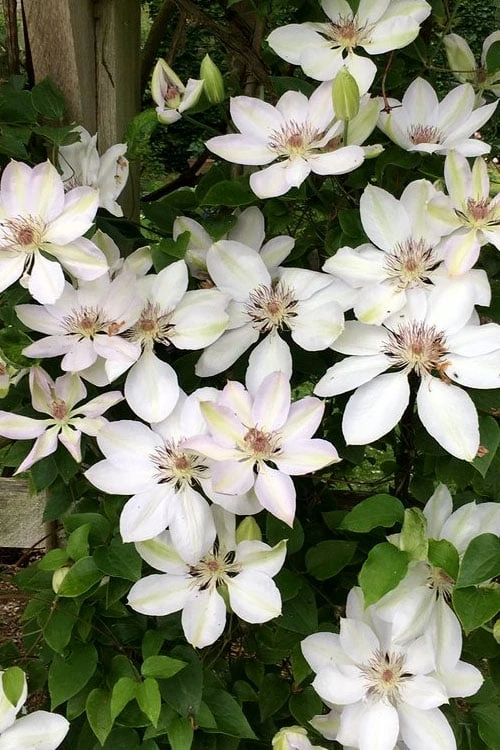 Henryi Clematis - 1 Gallon Pot - Image 6
