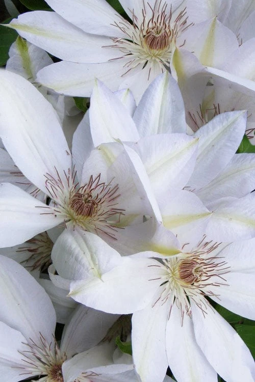 Henryi Clematis - 1 Gallon Pot - Image 4