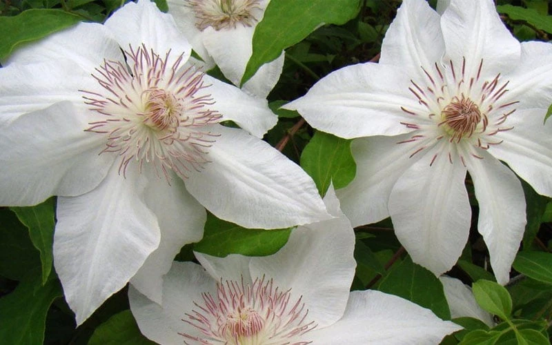 Hyde Hall Clematis - 1 Gallon Pot - Image 6