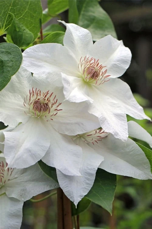 Hyde Hall Clematis - 1 Gallon Pot - Image 4