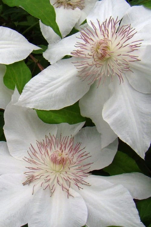 Hyde Hall Clematis - 1 Gallon Pot - Image 5