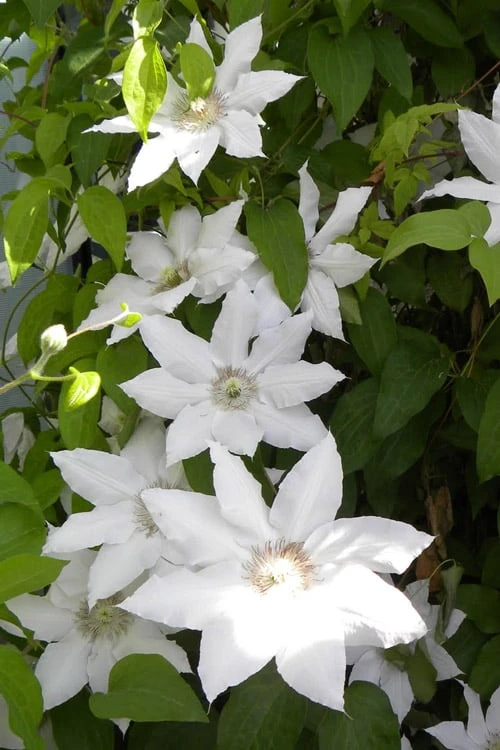 Hyde Hall Clematis - 1 Gallon Pot - Image 7