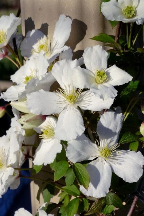 Grandiflora Montana Clematis - 1 Gallon Pot - Image 6