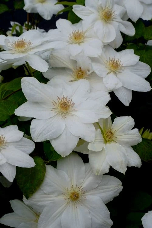 Mrs. George Jackman Clematis - 1 Gallon Pot - Image 6