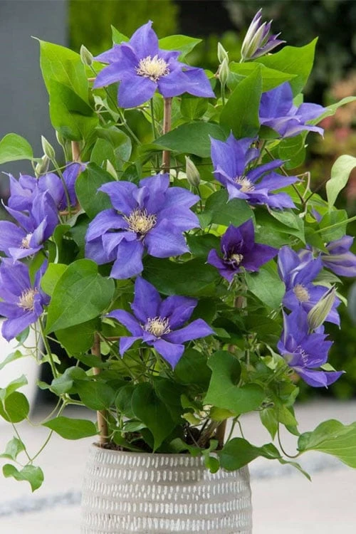 Olympia Clematis - 1 Gallon Pot - Image 4