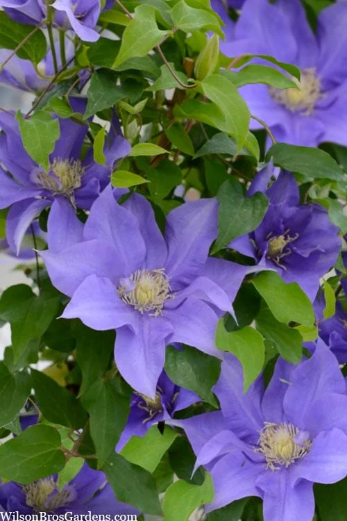 Olympia Clematis - 1 Gallon Pot - Image 5