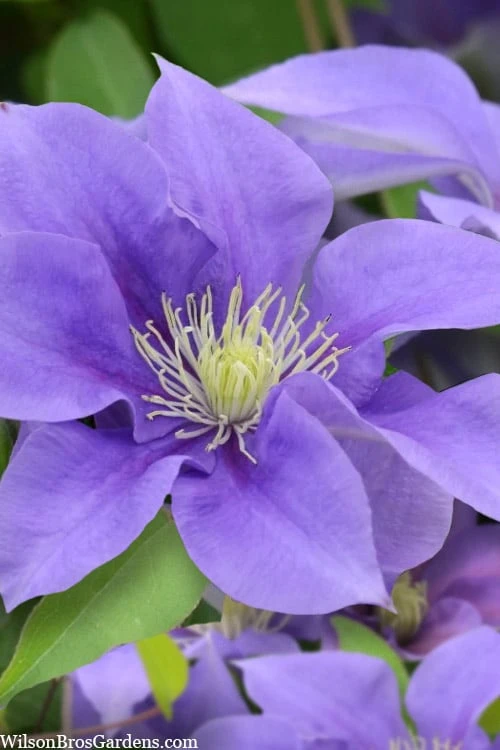 Olympia Clematis - 1 Gallon Pot - Image 8