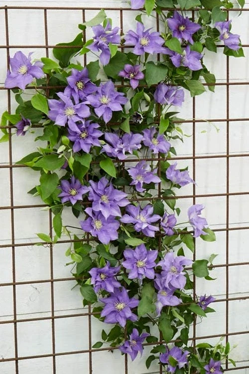 Olympia Clematis - 1 Gallon Pot - Image 7