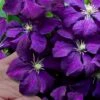 Polish Spirit Clematis - 1 Gallon Pot