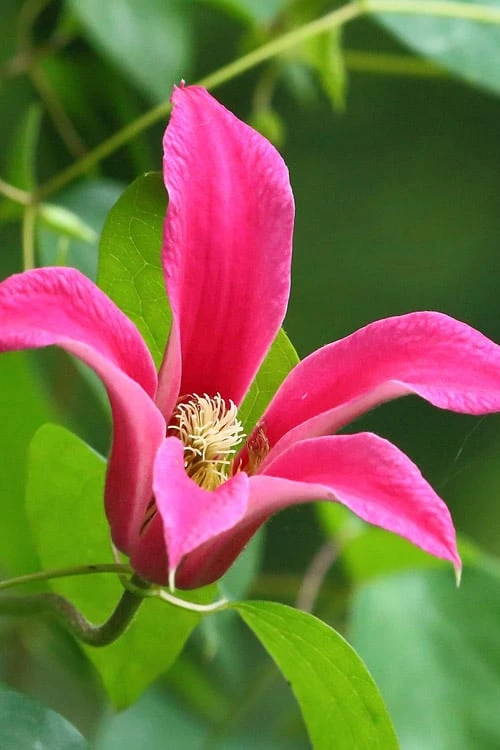 Princess Diana Clematis - 1 Gallon Pot - Image 7