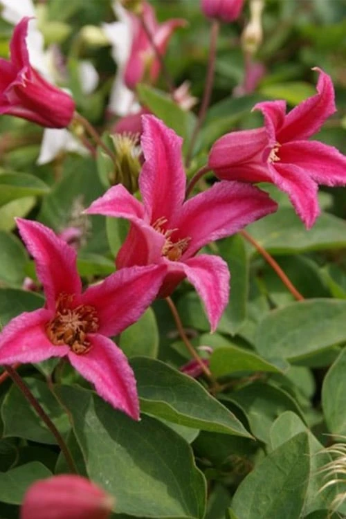 Princess Diana Clematis - 1 Gallon Pot - Image 6
