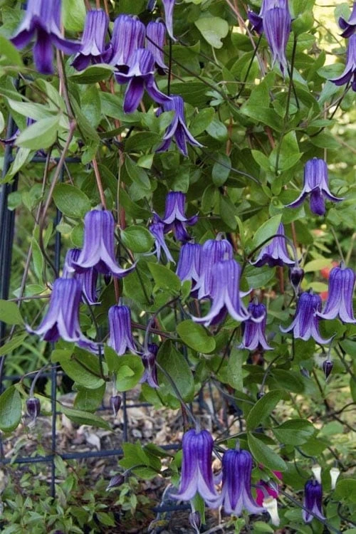 Roguchi Clematis - 1 Gallon Pot - Image 4