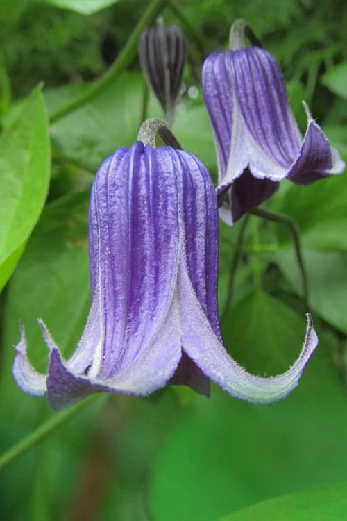 Roguchi Clematis - 1 Gallon Pot - Image 6