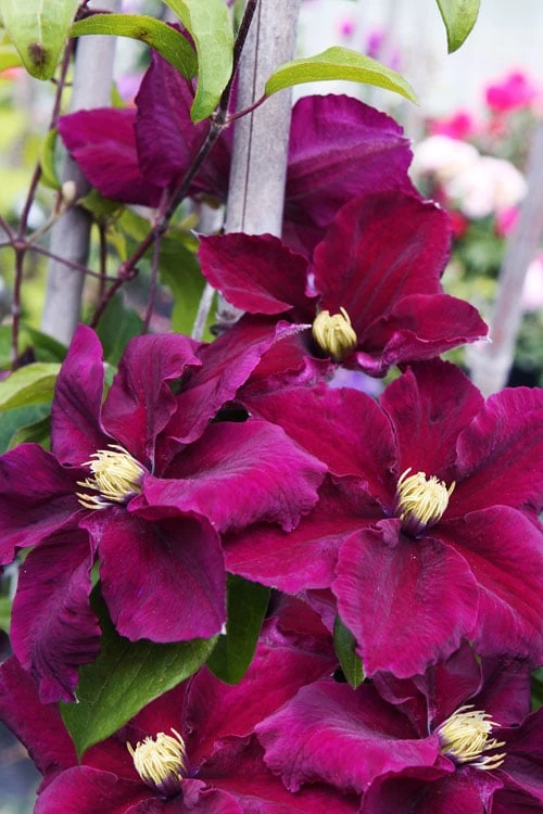 Rosemoor Clematis - 1 Gallon Pot - Image 5