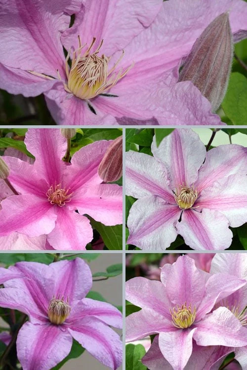 Sally Clematis - 1 Gallon Pot - Image 4