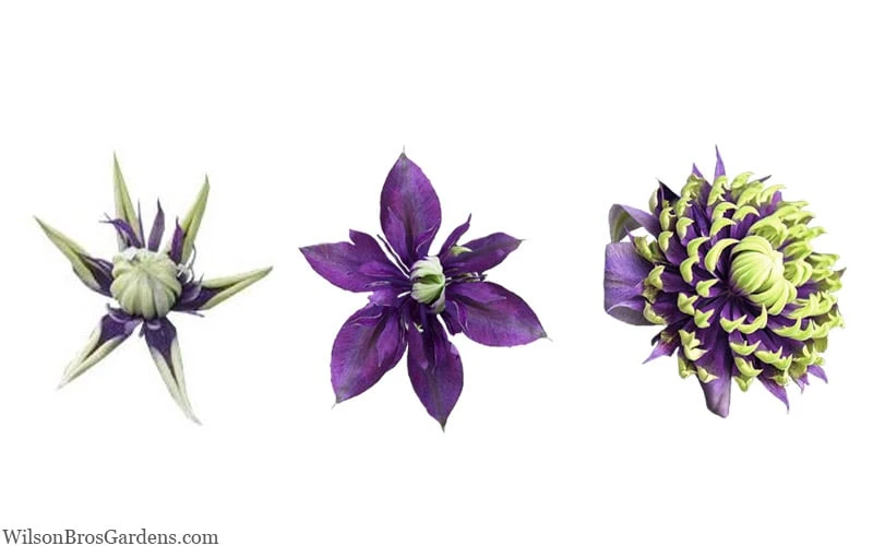 Taiga Clematis - 3 Gallon Pot - Image 8