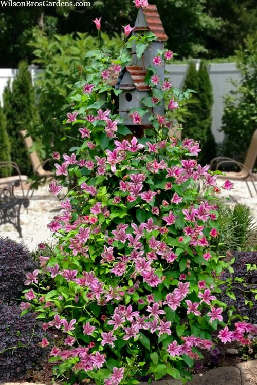 Duchess Of Albany Clematis - 1 Gallon Pot - Image 4