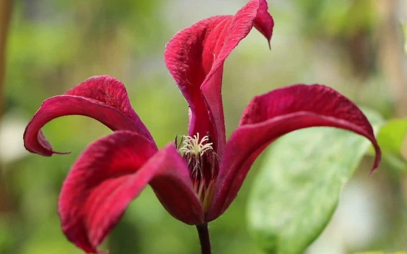 Gravetye Beauty Clematis - 1 Gallon Pot - Image 6