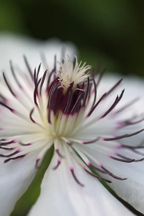 The Countess Of Wessex Clematis - 1 Gallon Pot - Image 6