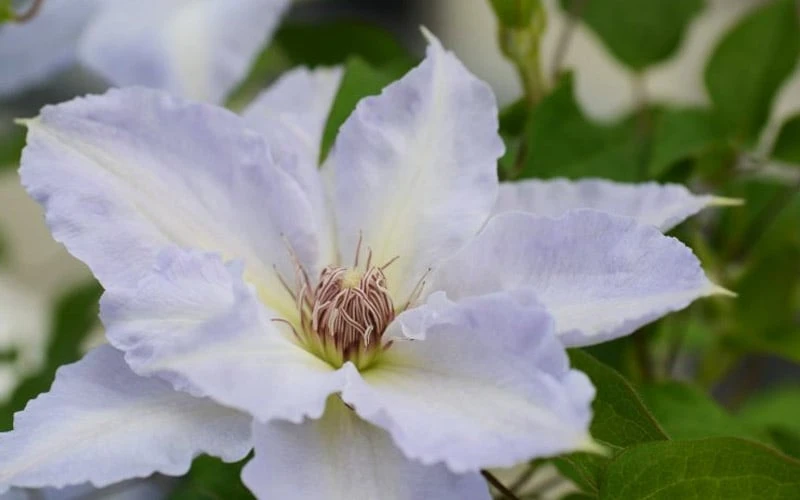 Tranquilite Clematis - 1 Gallon Pot - Image 7