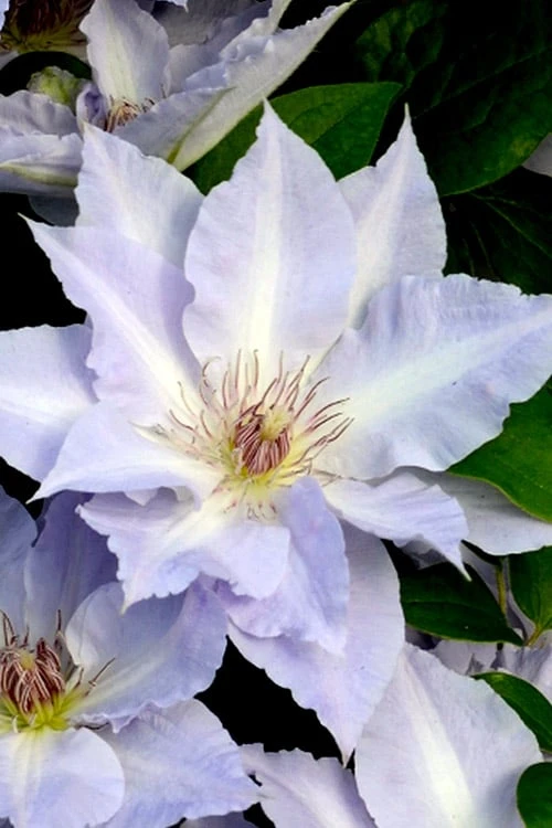 Tranquilite Clematis - 1 Gallon Pot - Image 6