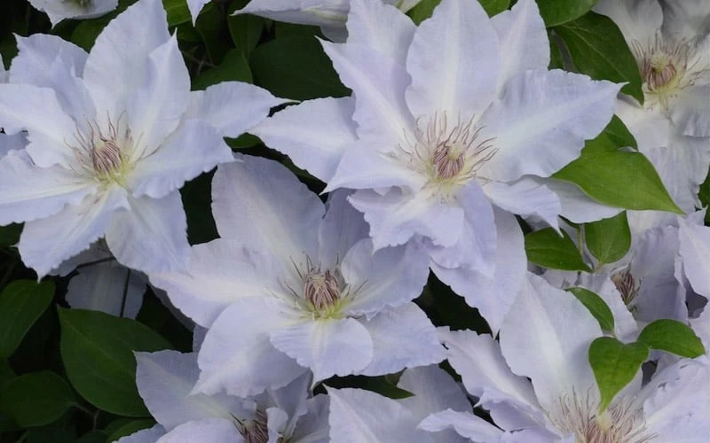 Tranquilite Clematis - 1 Gallon Pot - Image 5