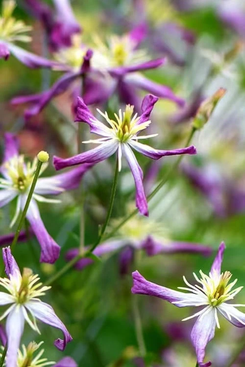 Rubromarginata Fragrant Clematis - 1 Gallon Pot - Image 7