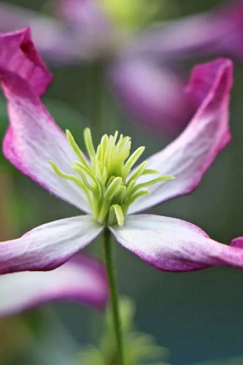 Rubromarginata Fragrant Clematis - 1 Gallon Pot - Image 9